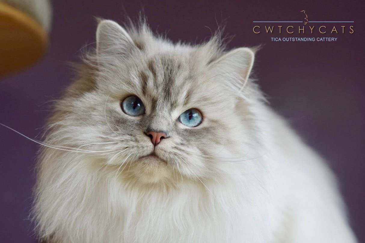 Oopsie Blue Lynx Tabby Mitted Girl Cwtchycats Breeding Top Quality Healthy Well Socialised Tica Registered Ragdoll Kittens From Imported Show Winning Lines In Caerphilly S Wales