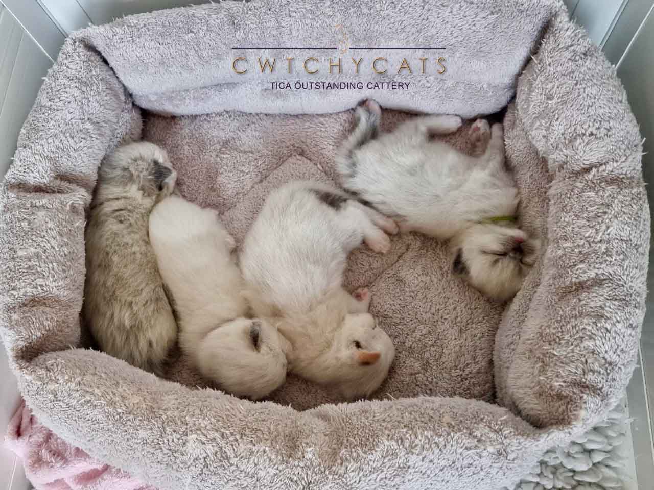 Litter 3 Weeks.jpg